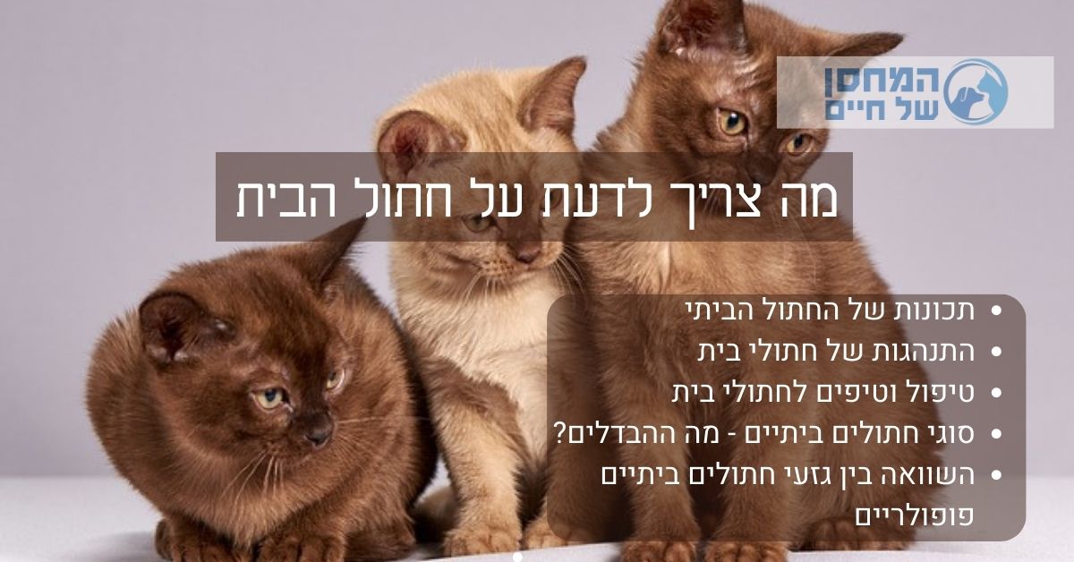 חתול הבית